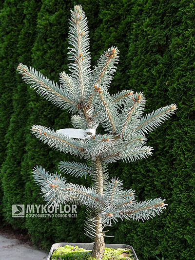 Picea pungens Fat Albert