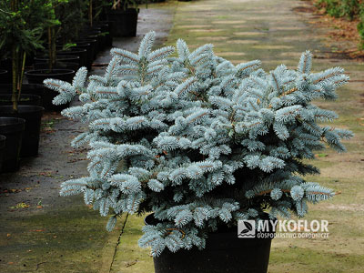 Świerk kłujący ‘Glauca Globosa’ – przykładowa roślina oferowana do sprzedaży