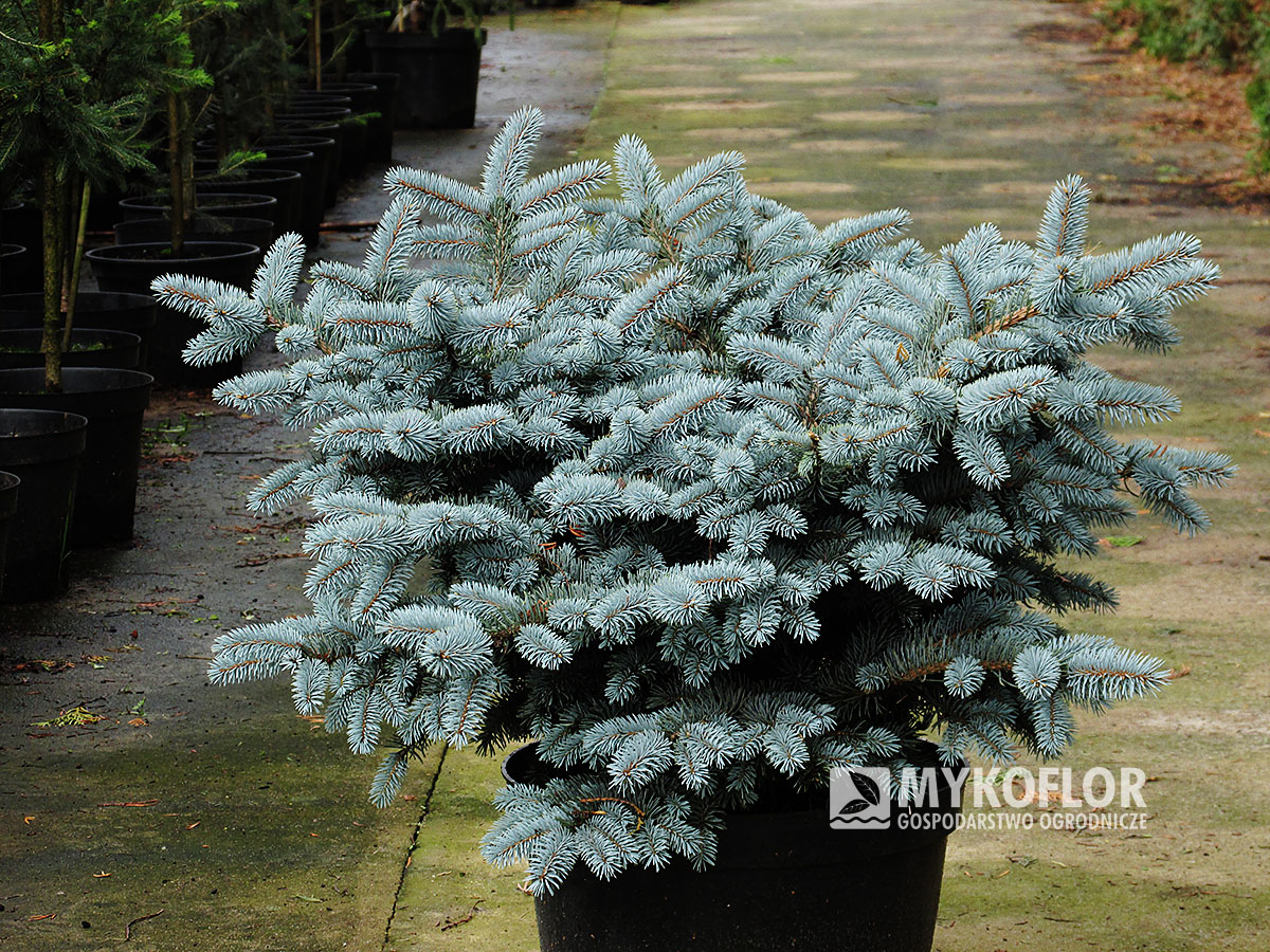 Świerk kłujący ‘Glauca Globosa’ – przykładowa roślina oferowana do sprzedaży