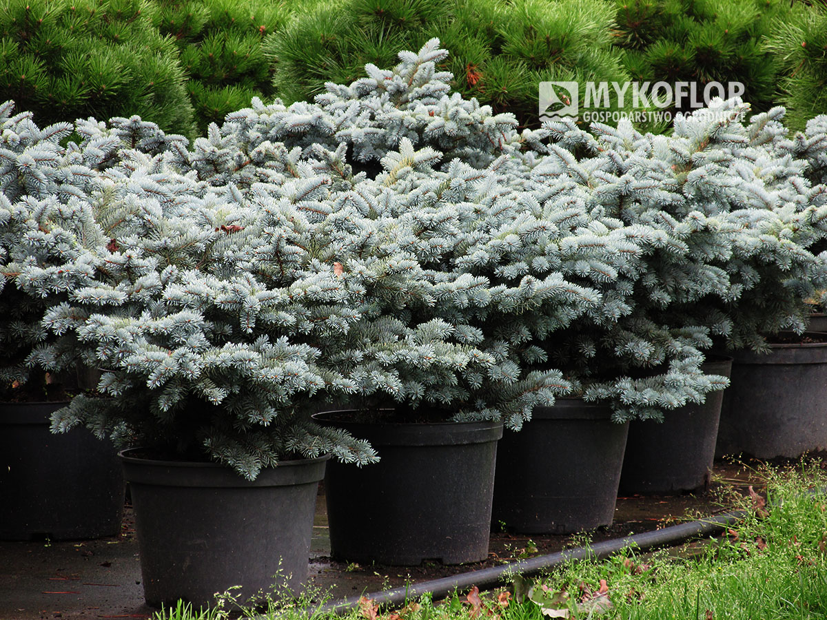 Picea pungens ‘Glauca Globosa’ – przykładowe rośliny oferowane do sprzedaży