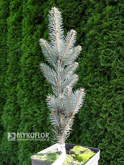 Picea pungens Iseli Fastigiate