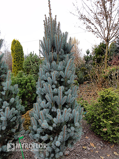 Picea pungens Iseli Fastigiate