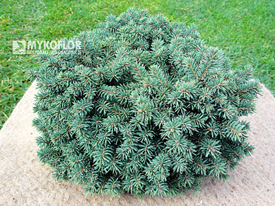 Picea pungens Kosno