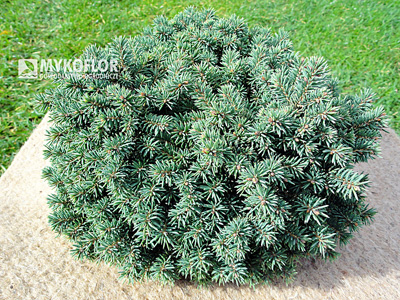 Picea pungens Kosno