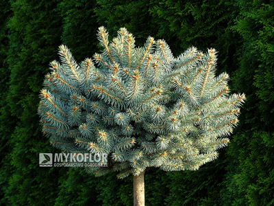 Picea pungens Kutchebo