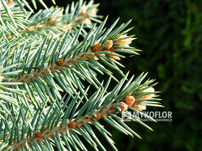 Picea pungens Kutchebo