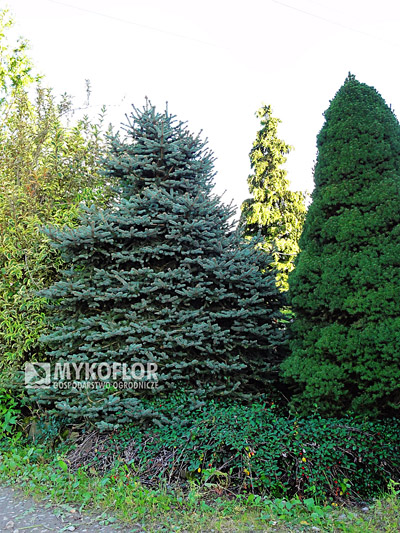 Picea pungens Mykoflor C3