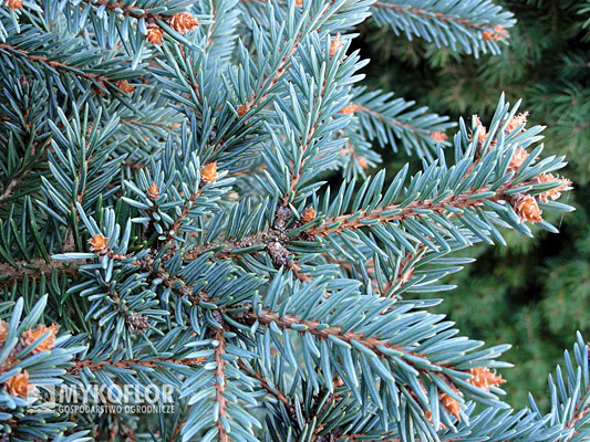 Picea pungens Mykoflor C3