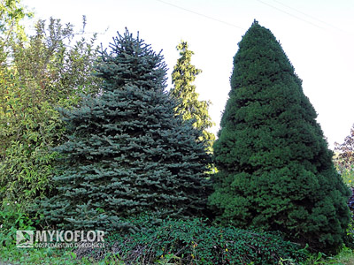 Picea pungens Mykoflor C7,5
