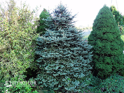Picea pungens Mykoflor C7,5
