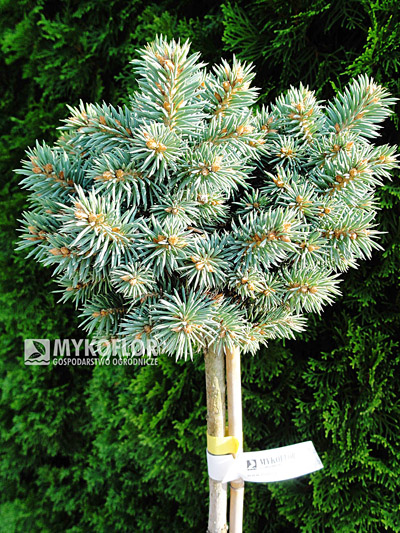 Picea pungens Pali Pa 40-60cm