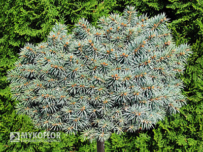 Picea pungens Pali Pa 40-60cm