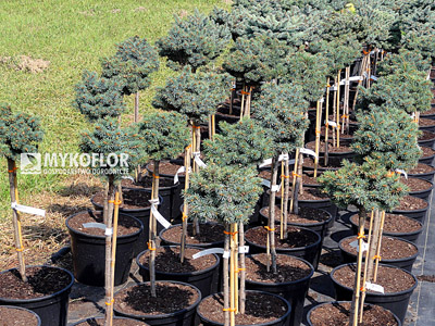 Picea pungens Pali Pa 40-60cm