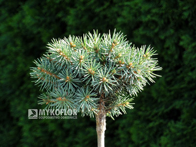 Picea pungens Piedra