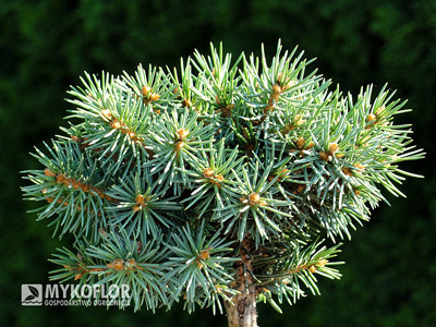 Picea pungens Piedra