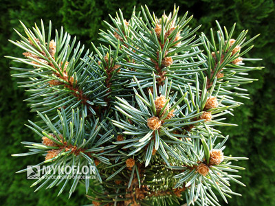 Picea pungens Piedra