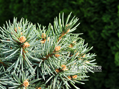 Picea pungens Piedra