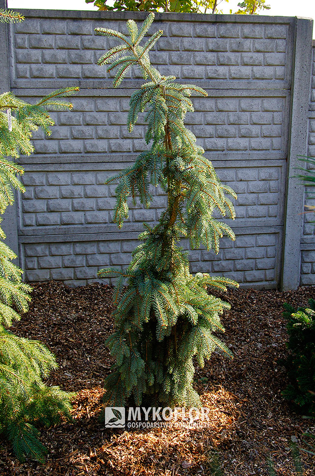 Picea pungens ‘The Blues’