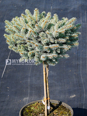 Picea pungens Tokarz Pa 40-60cm