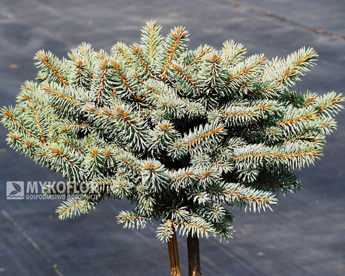 Picea pungens Tokarz Pa 40-60cm