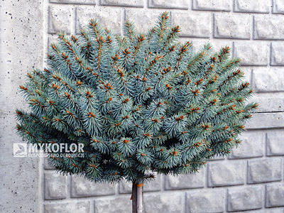 Picea pungens Tokarz Pa 40-60cm