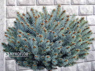 Picea pungens Tokarz Pa 40-60cm