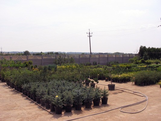 Picea pungens