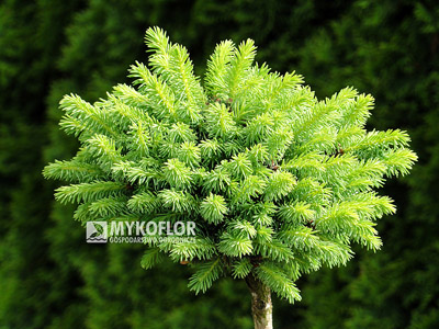 Picea rubens Grandfather Mountain