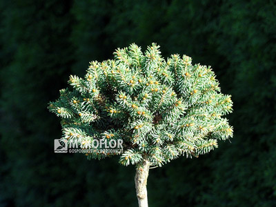 Picea rubens Hexe