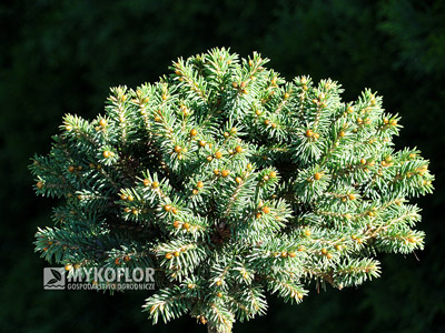 Picea rubens Hexe