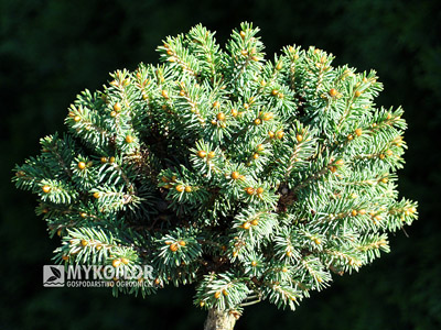 Picea rubens Hexe