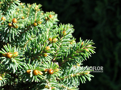 Picea rubens Hexe