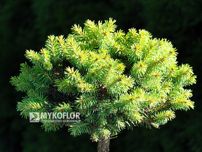 Picea rubens Hexe