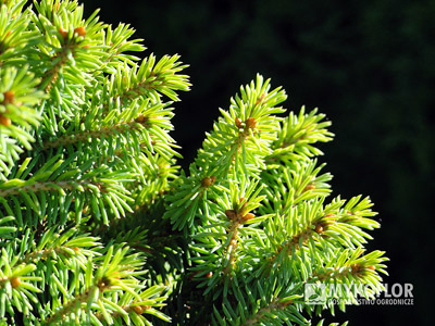 Picea rubens Hexe