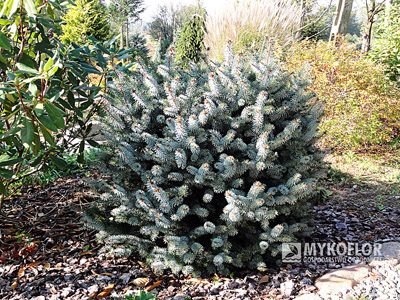Picea sitchensis Nana