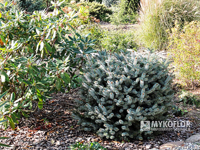 Picea sitchensis Nana