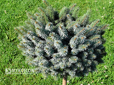 Picea sitchensis Silberzwerg