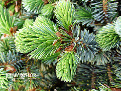 Picea sitchensis Silberzwerg