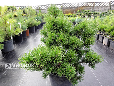Pinus banksiana Banska Stiavnica