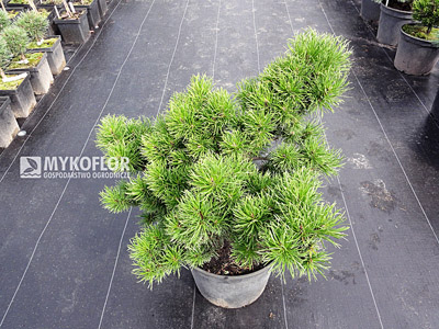 Pinus banksiana Banska Stiavnica