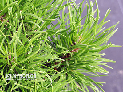 Pinus banksiana Banska Stiavnica