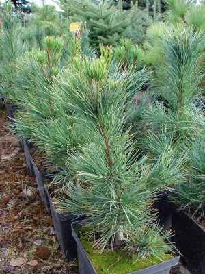 Pinus cembra