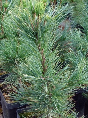 Pinus cembra