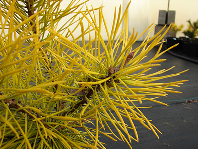 Pinus contorta Chief Joseph
