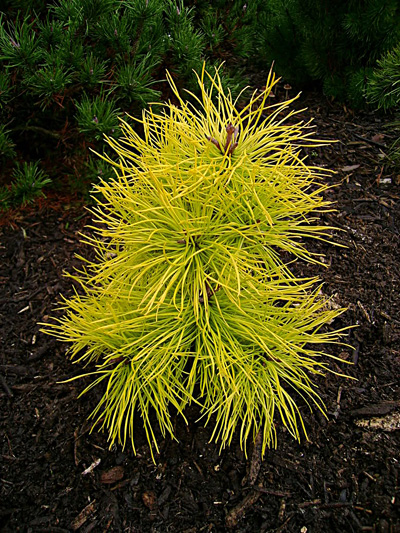 Pinus contorta Chief Joseph
