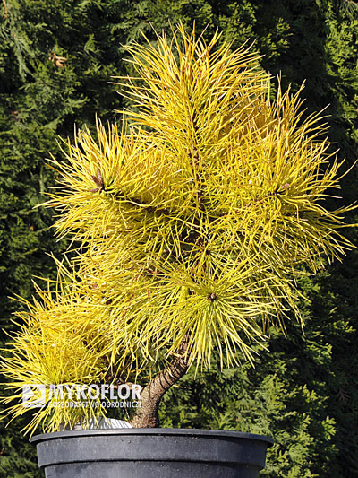Pinus contorta Chief Joseph