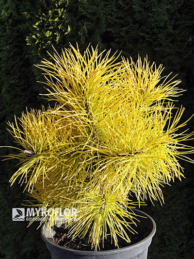 Pinus contorta Chief Joseph