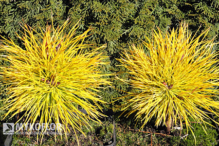 Pinus contorta Chief Joseph
