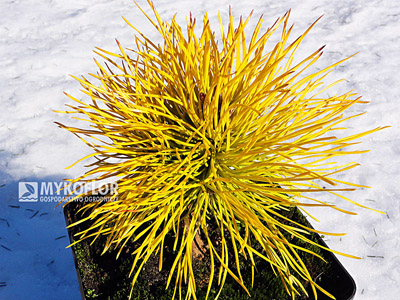 Pinus contorta Chief Joseph