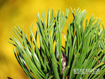 Pinus contorta Krnak